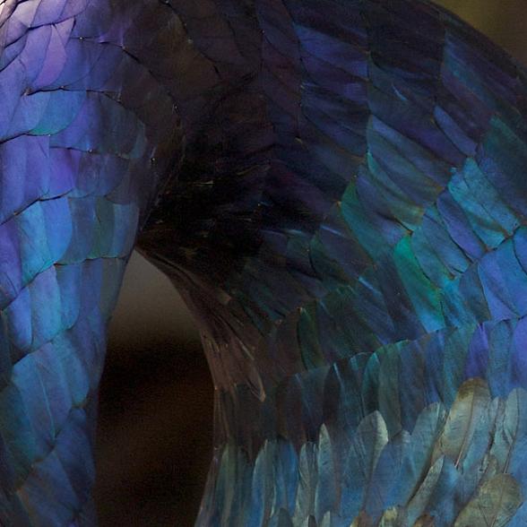 closeup feather art Incredible Feather Art by Kate MccGwire