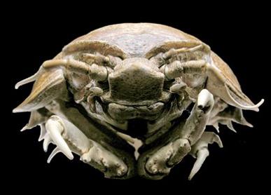 disgusting animal The Giant Isopod