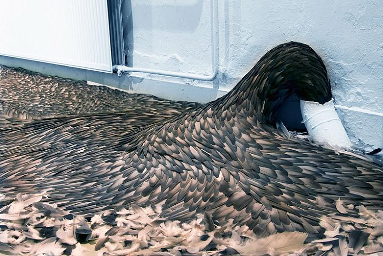 feathers spewing out from drain art Incredible Feather Art by Kate MccGwire