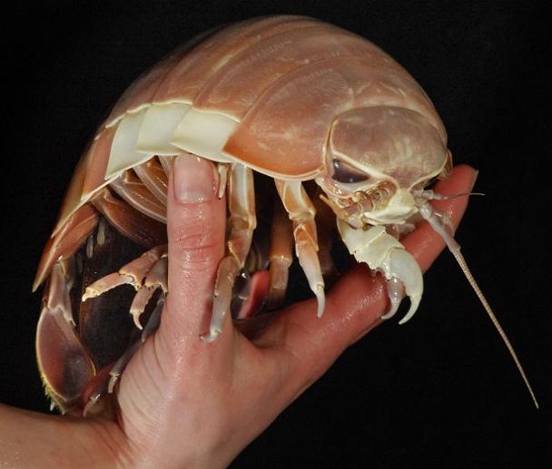 giant isopod bathynomus giganteus The Giant Isopod