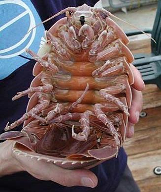 giant isopod The Giant Isopod