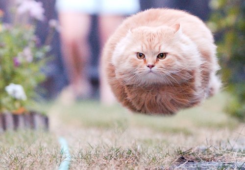 hovercat The Friday Shirk Report   March 19, 2010 | Volume 49