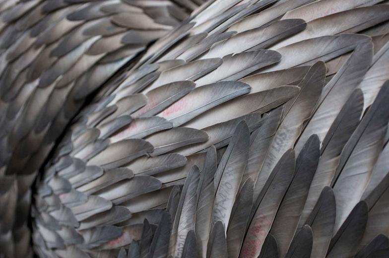 pigeon feathers closeup Incredible Feather Art by Kate MccGwire