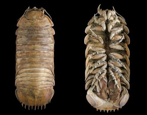 super sized wood lice potato bug The Giant Isopod
