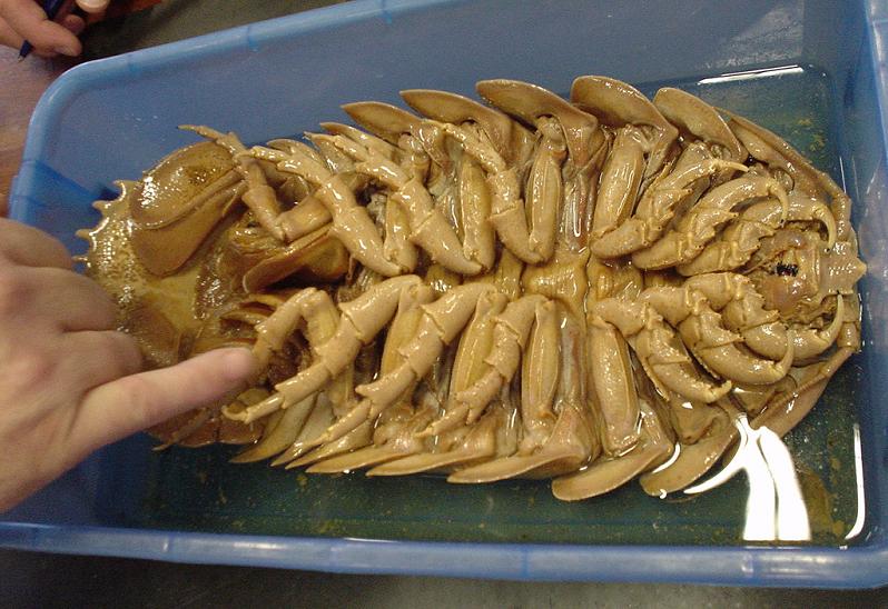 the most disgusting creature ever The Giant Isopod