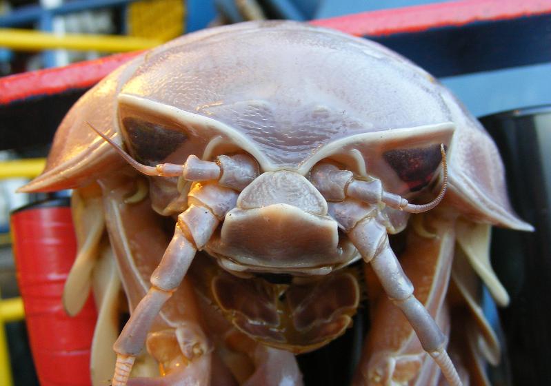the nastiest creature giant isopod The Giant Isopod