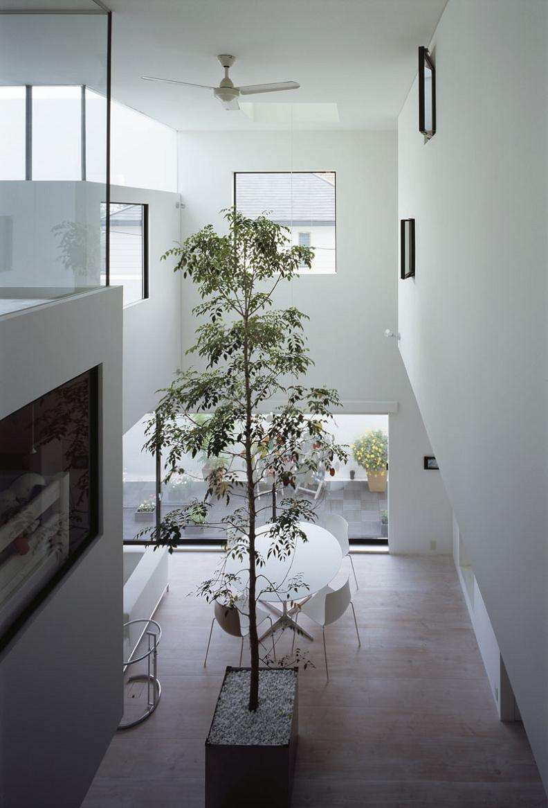 tall tree inside house highest ceilings Want to See a Lamborghini in a Living Room?