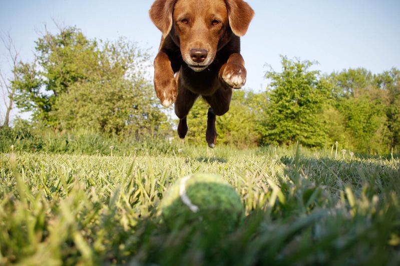 dog in midair jumping towards ball head on shot Picture of the Day   May 8, 2010