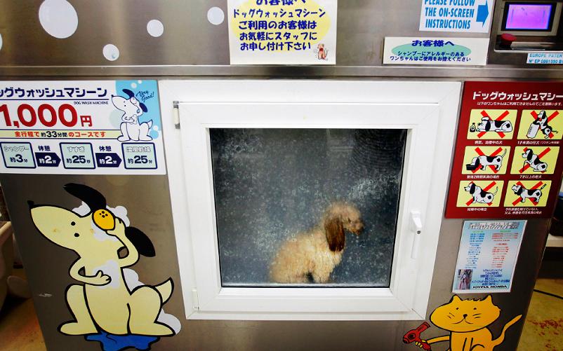 dog inside japanese dog washing machine Picture of the Day   May 17, 2010