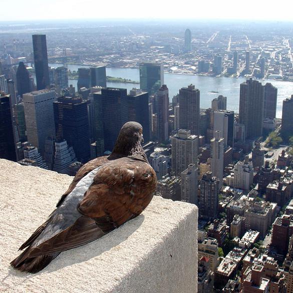 pigeon on top of empire state building looking at new york city Picture of the Day   May 19, 2010