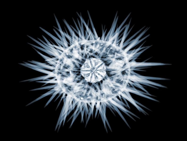 sea urchin x ray The X Ray Vision of Nick Veasey