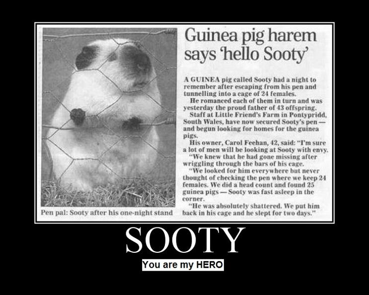 sooty guinea pig harem The Friday Shirk Report   May 14, 2010 | Volume 57