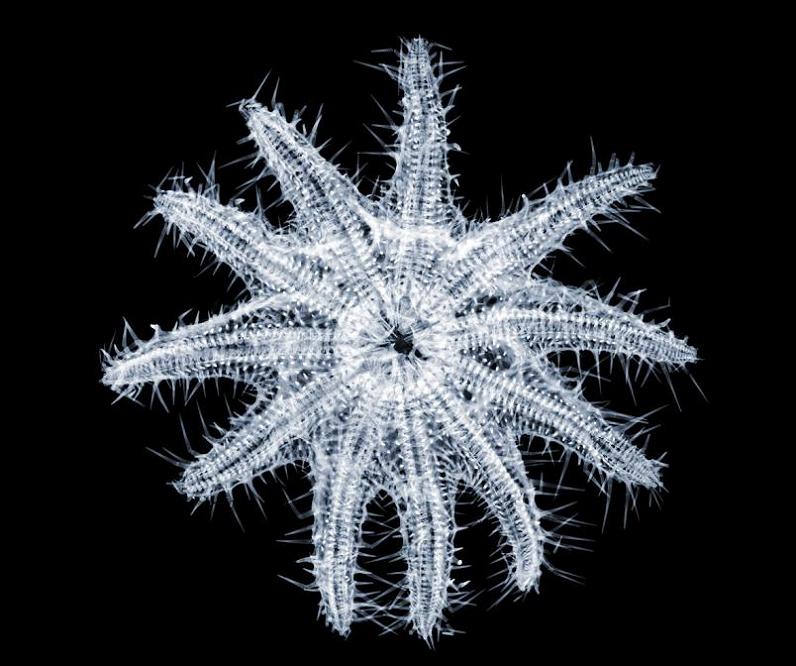 x ray by nick veasey The X Ray Vision of Nick Veasey