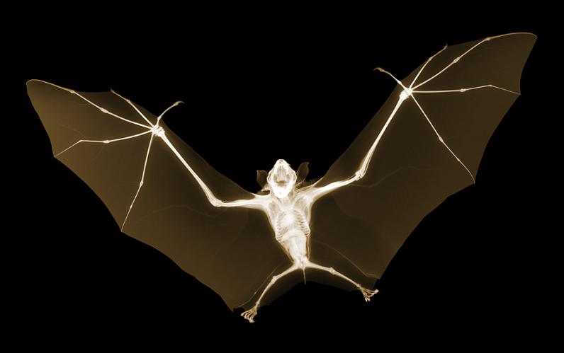 x ray of bat nick veasey The X Ray Vision of Nick Veasey