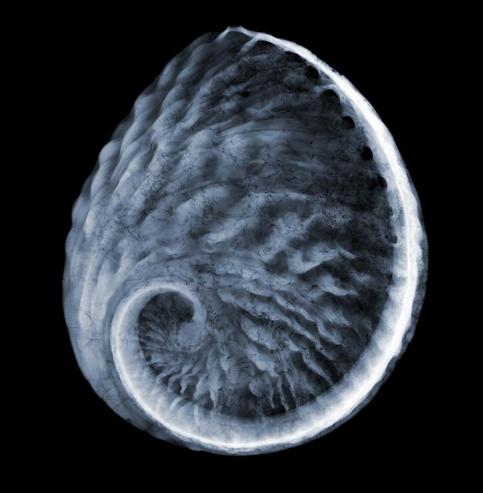 x ray of pear shell The X Ray Vision of Nick Veasey