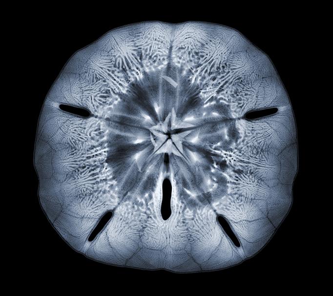 x ray photograph nick veasey The X Ray Vision of Nick Veasey