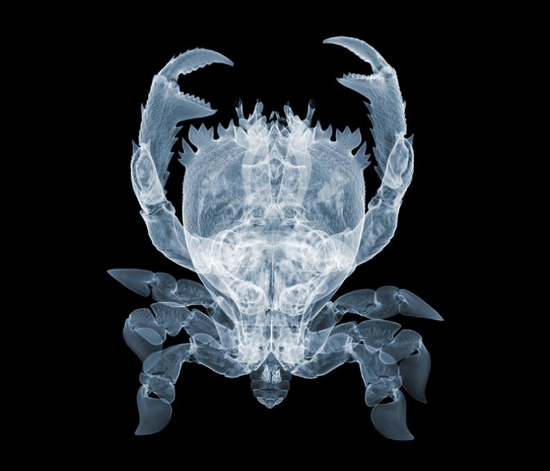 x ray photography of nick veasey The X Ray Vision of Nick Veasey