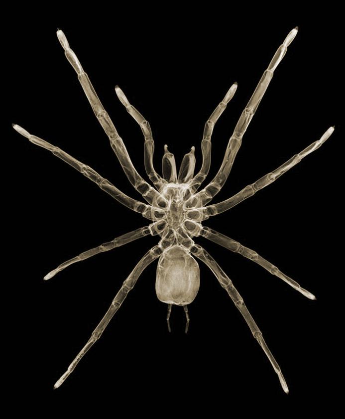 x ray spider The X Ray Vision of Nick Veasey