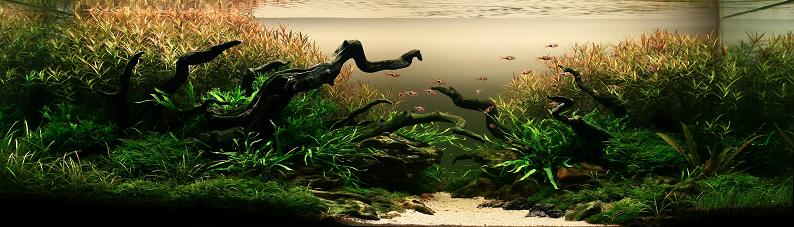 1 nguyen tien dung 2009 iaplc grand prize The Top 25 Ranked Freshwater Aquariums in the World