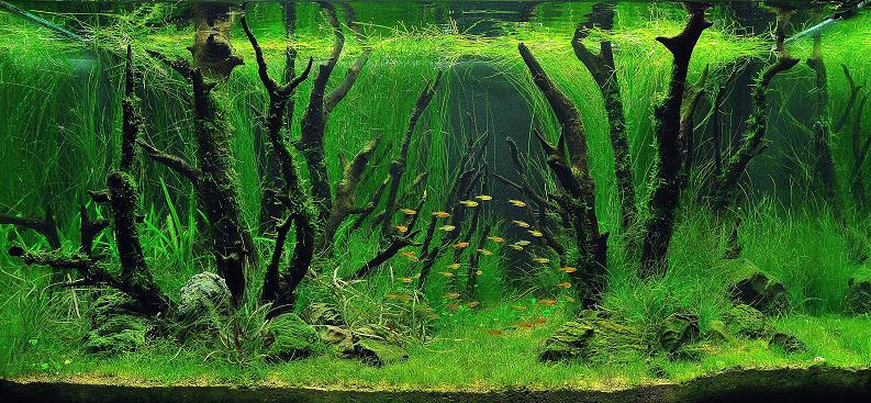 12 yee kin cheong living art Underwater Gardening: The Worlds Best Aquariums of 2009