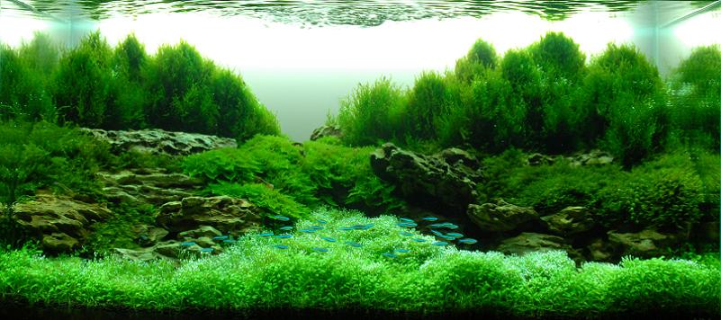 18 zhang jianfeng aquascapist Underwater Gardening: The Worlds Best Aquariums of 2009