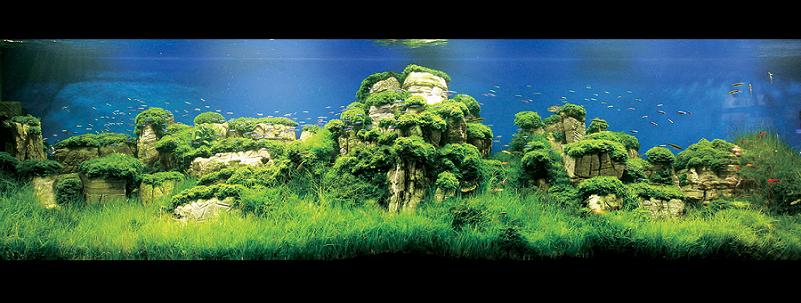 2008 iaplc grand prize work cheng sui wai Underwater Gardening: The Worlds Best Aquariums of 2009
