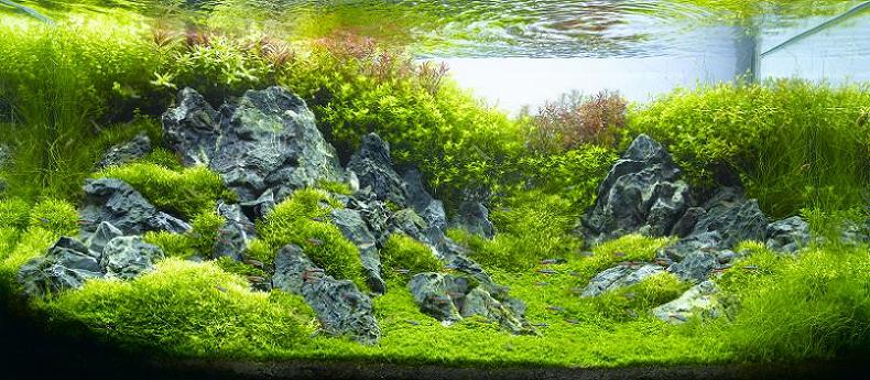 21 hironori handa underwater landscape Underwater Gardening: The Worlds Best Aquariums of 2009