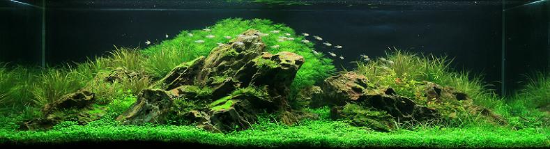 24 nguyen ngoc tri nhan fresh water aquarium inspiration Underwater Gardening: The Worlds Best Aquariums of 2009