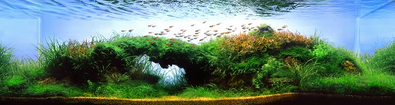 25 artur frankowski worlds best aquariums Underwater Gardening: The Worlds Best Aquariums of 2009