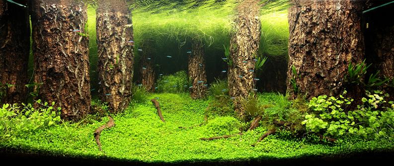 27 jamie lin underwater forest The Top 25 Ranked Freshwater Aquariums in the World