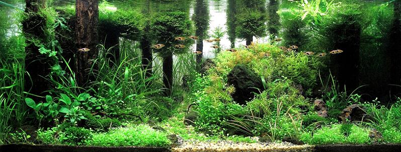 4 josh sim kh underwater forest aquarium Underwater Gardening: The Worlds Best Aquariums of 2009