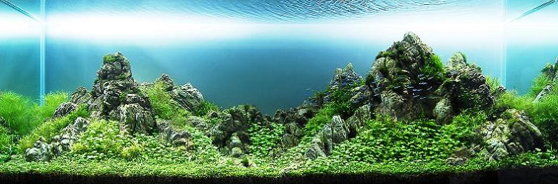6 chow wai sun underwater mountain Underwater Gardening: The Worlds Best Aquariums of 2009