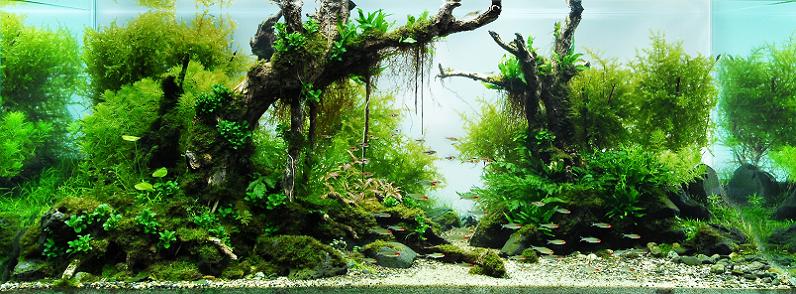 7 lin tin chuan aquascapes Underwater Gardening: The Worlds Best Aquariums of 2009