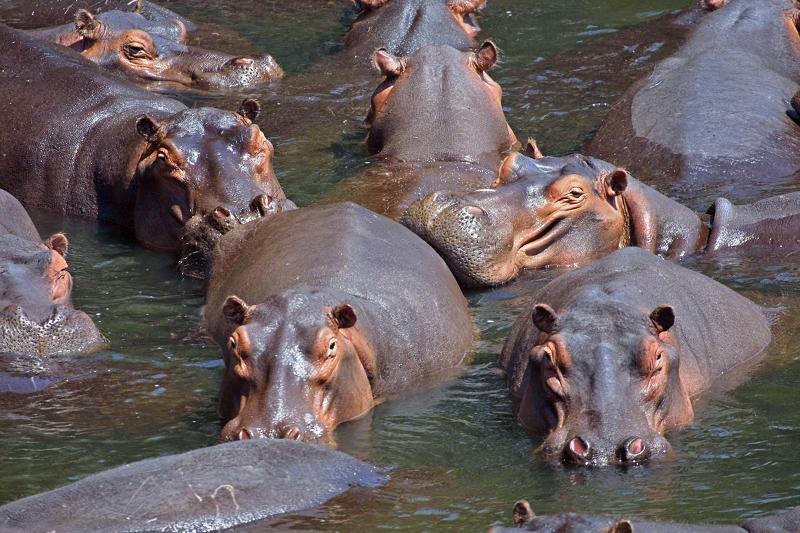 crash of hippopotami 10 Bizarre Names for a Group of Animals