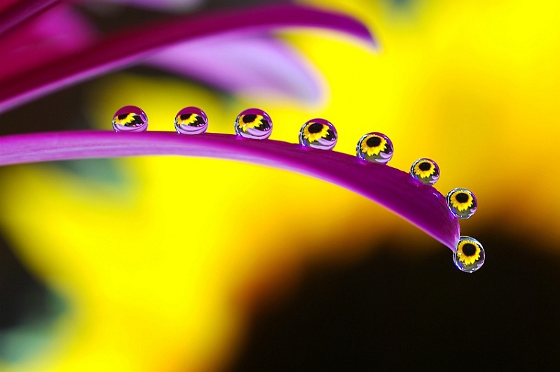 droplets of water on a flower macro Picture of the Day: Droplet Like Its Hot