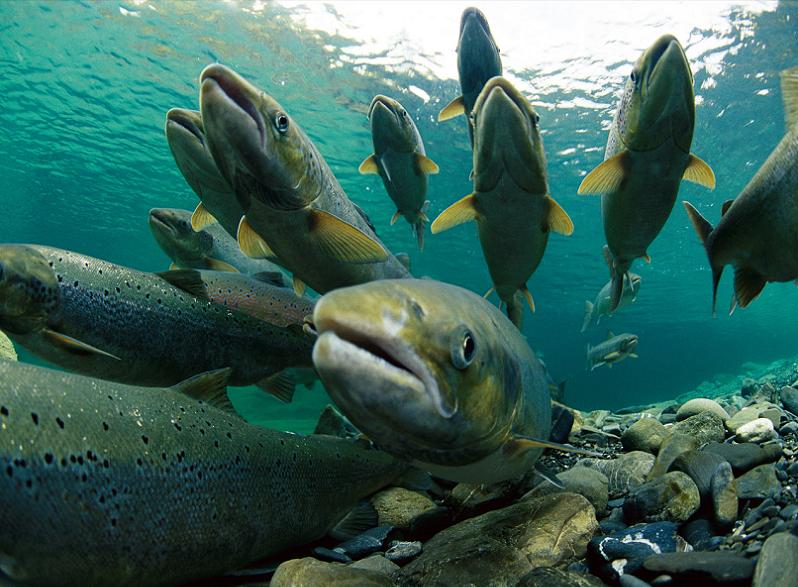 school of salmon 10 Bizarre Names for a Group of Animals
