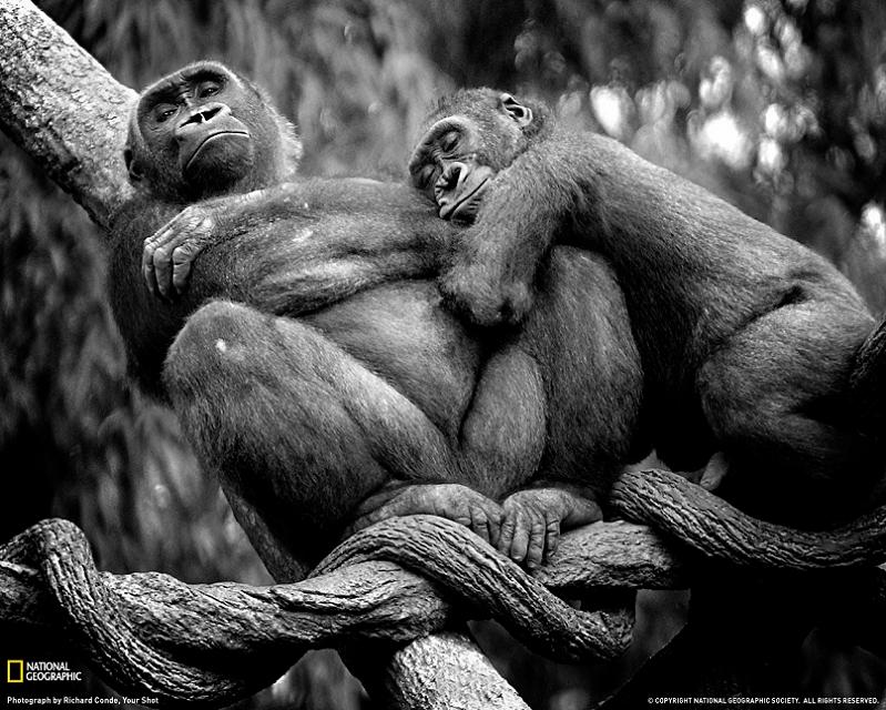shrewdness of apes Top Animal & Nature Posts of 2010