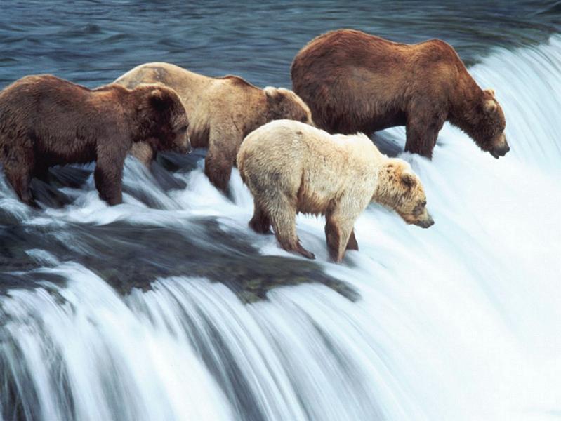 sleuth group of bears 10 Bizarre Names for a Group of Animals