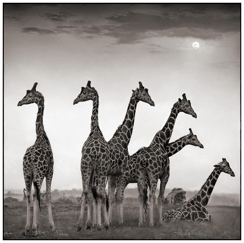 tower group of giraffes 10 Bizarre Names for a Group of Animals