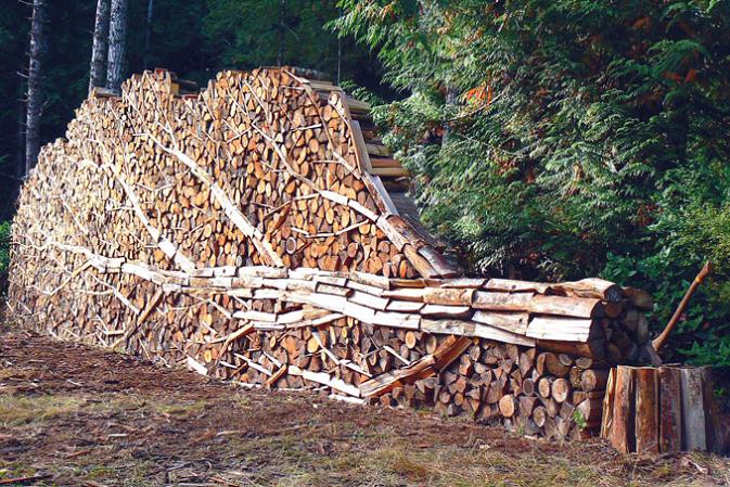 tree made of logs Picture of the Day   June 20, 2010