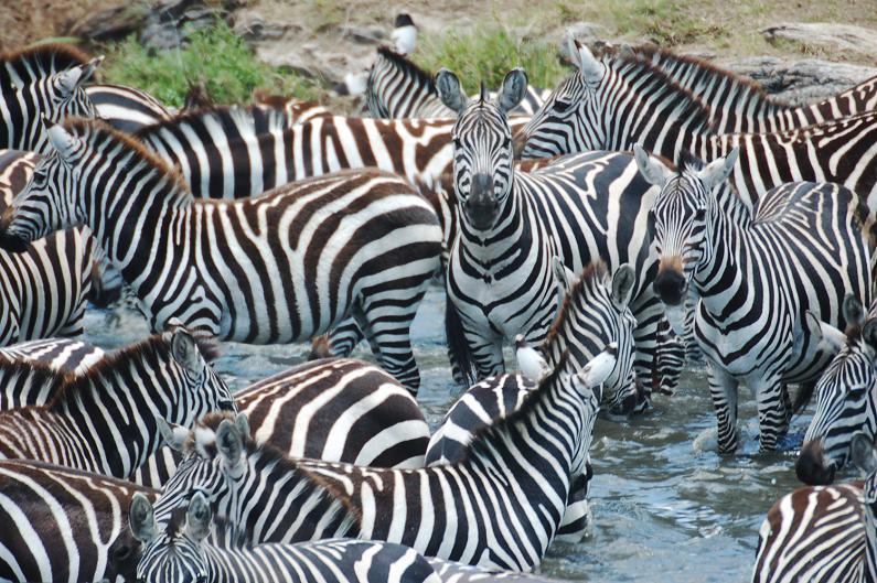 What is a Group of Zebras Called  