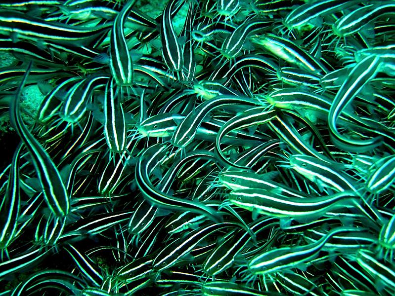 bright green group of fish 15 Fascinating Schools of Fish