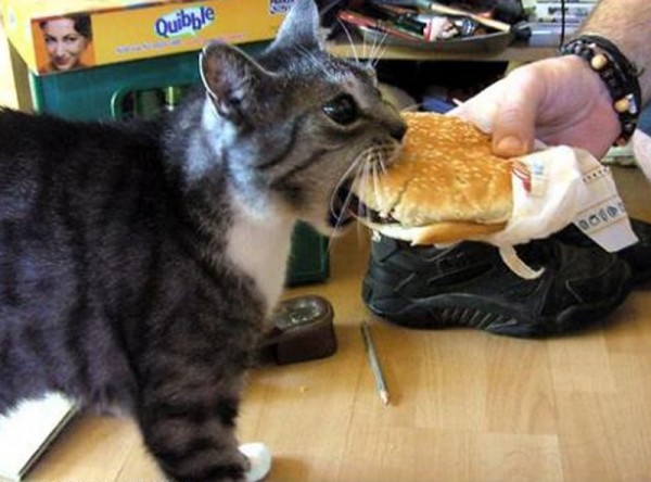 cat eating a cheeseburger Top Animal & Nature Posts of 2010