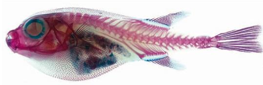 clear fish skin with colorful skeleton 21 Specimens with Transparent Skin and Rainbow Skeletons