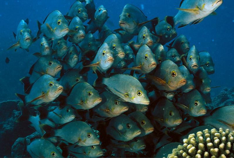 group of fish close together 15 Fascinating Schools of Fish