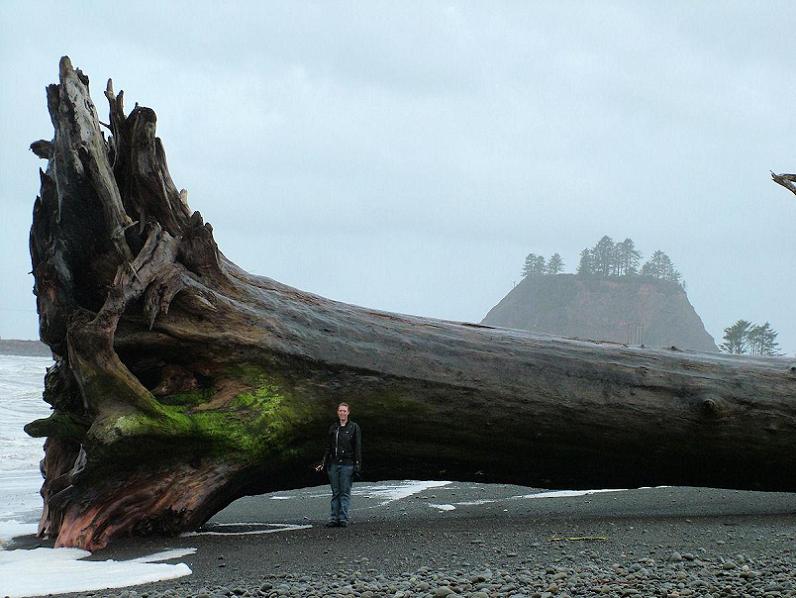 largest piece of driftwood ever massive tree Picture of the Day   Mega Driftwood