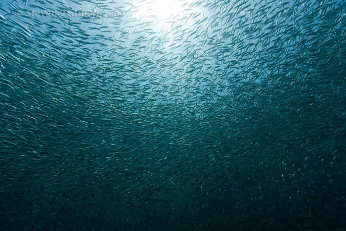 massive group of sardines 15 Fascinating Schools of Fish