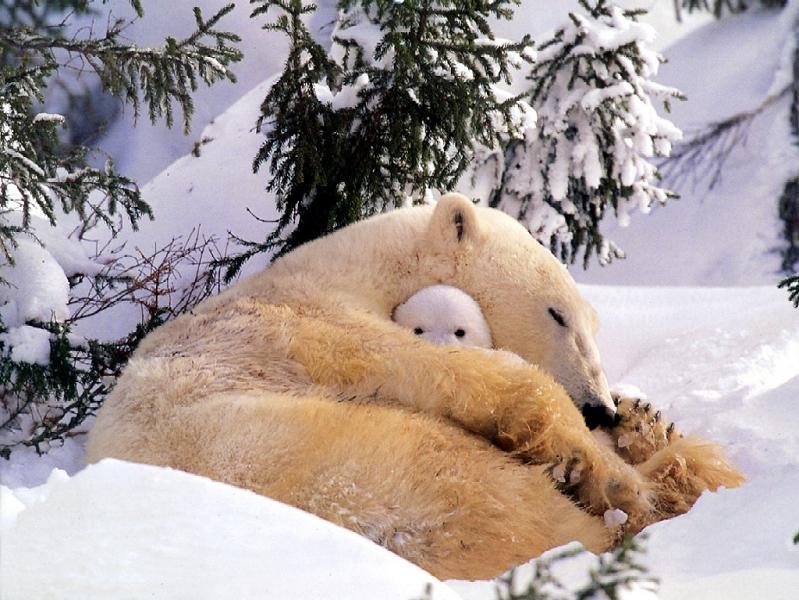 polar bear hug Picture of the Day   July 3, 2010