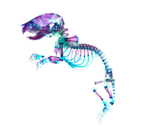 rainbow skeleton and see through skin 21 Specimens with Transparent Skin and Rainbow Skeletons