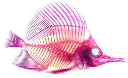 see through fish with red skeleton 21 Specimens with Transparent Skin and Rainbow Skeletons